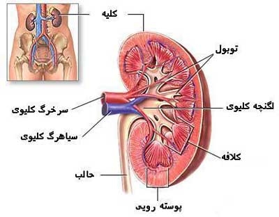 kidney.jpg