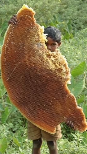 Asal.jpg