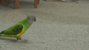 11-Motaharek[WwW.KamYab.IR].gif