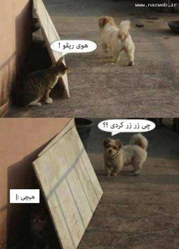 ریقو.jpg
