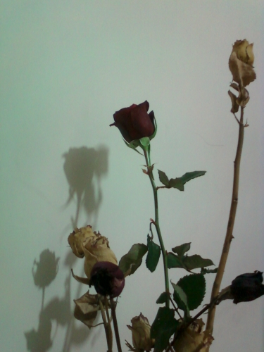 Photo-0082.jpg