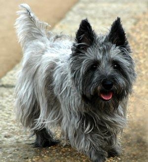 cairn-Terrier3.jpg