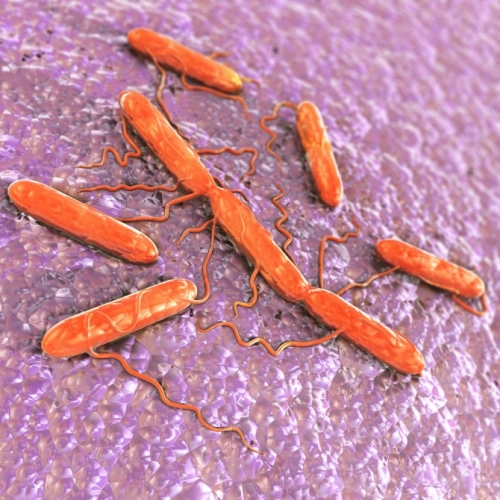 salmonella-bacteria.jpg