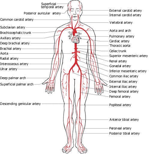 ama_preventive_heartdiseaseandstrok.gif