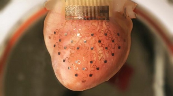 heart-electronic-membranedoorbin.info_-624x348.jpg