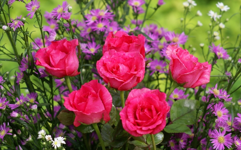 red_rose_11.jpg