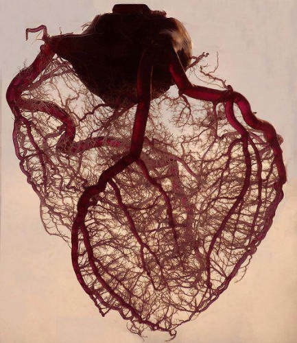 vessels of heart.jpg