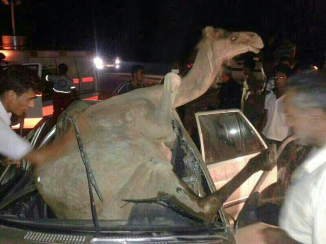 تصادف پراید و شتر در کاکی.jpg