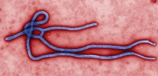 14-8-1-23650ebola-virus.jpg